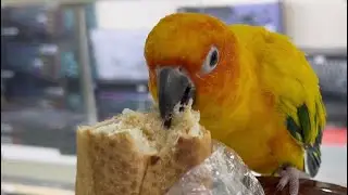 Conure Julie eating bread 🥖