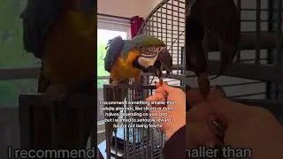 target training macaw #parrot #macaw #targettraining #goldietheblueandgold