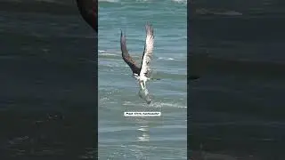 Amazing Osprey dives talon first into the ocean and grabs a huge flat flounder fish. #bird #fishing