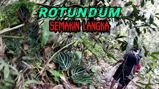 BERBURU BUNGA ROTUNDUM|| SEMAKIN LANGKA SAJA