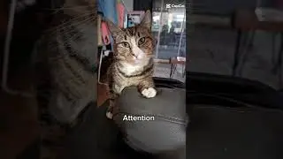 Mr Attention Seeker! #cat #attentionseeker #kindcat