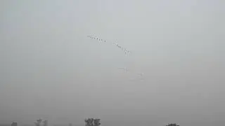 Wadhvana Bird Sanctuary video.  18 #birds #love