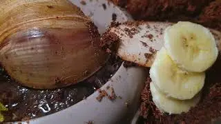 Giant African Land Snail Timelapse - Act 15