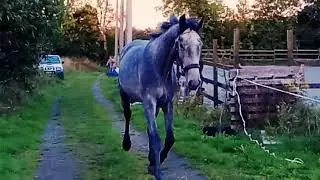 Stillbrook Andy
