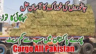 ALFALFA HAY IN PAKISTAN | GOAT FEED | KHUSHAK LOOSAN | BAKRYO KA CHARA