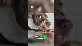 Dog Whale Eyes  Stress Signals You MUST Know