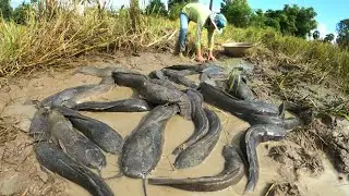 OMG  ! Catch a lot of fish in the grass behind the music of the harp.