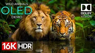 Animals PlANET OLED Demo -8K HDR 120fps Dolby Vision (4K/8K TV)