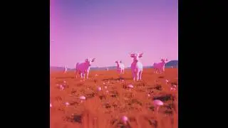 Lord Nap - Meadows (Full Album 2025)