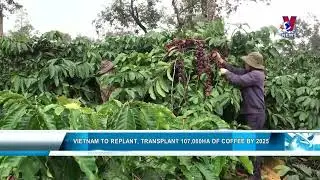 Vietnam to replant, transplant 107,000ha of coffee by 2025