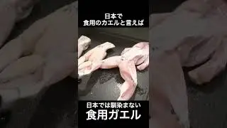 食用カエルと日本の歴史 #shorts
