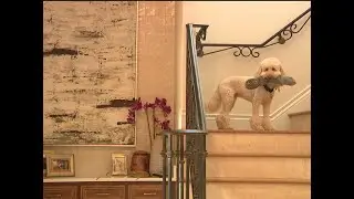 Pet-friendly home design seen on FoxTV