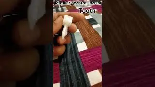 BDS 1st Year Wax Carving | Dental Anatomy Practical | Tooth Morphology #bds #dentist #waxcarving