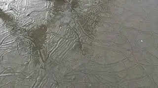 Snail Trail Tales