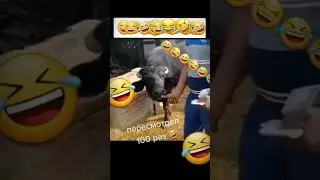 😂😂😂