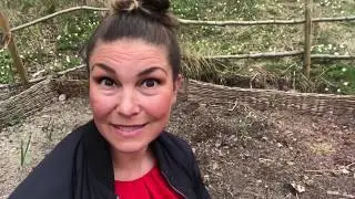 Odla Vallmo s&aring; h&auml;r g&ouml;r du och 3 tips