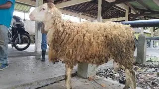 Domba Jantan Persiapan Kurban‼️ Pasar Hewan Muntilan.