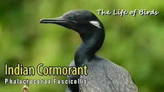 Жизнь птиц | Индийский баклан | Phalacrocorax Fuscicollis
