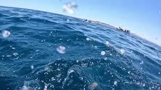 False Killer Whale day 1