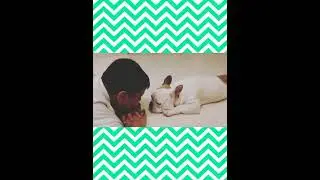 rolex is sad😟😟😟 #rolex#frenchbulldog#funnyvideo#bhartisingh#nehakakkar#dipikakiduniya