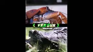 Coconut Crab Vs Snapping Turtle