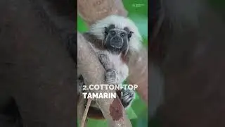 The 5 Smallest Monkeys in the World