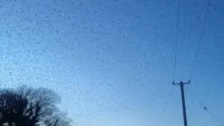 Birds Flying High - Ireland