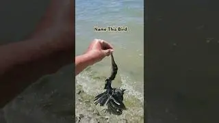 Name This Bird: Unexpected Encounter