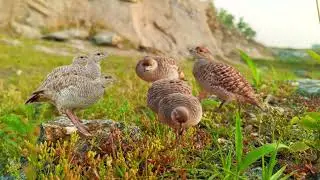 Jungle Teetar voice only female kumaju sound kumaru female voice partridge sound titar ka shikar