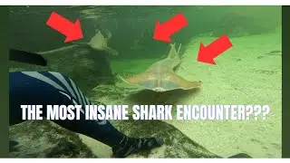 Up Close & Personal With INSANE Shark & Stingray species!!! 