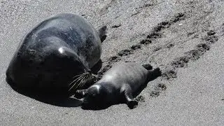 Sea Ranch 2015 day 2- Harbor seal pups and Gray Whales