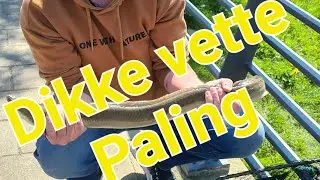 Dikke paling op de worm gevangen !!!!!!