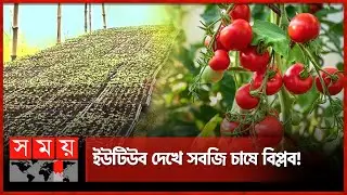 শাহ আলমের গ্রাফটিং টমেটোর চারায় দ্বিগুণ উৎপাদন | Tomato Cultivation | Grafting tomato seedlings