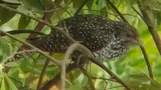 Female Asian Koel Explained | The Smartest Bird You Rarely Notice #koel #sciverse #nature #birds 