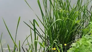 Branched Bur Reed