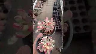 Cotyledon Orbiculata cv. Long Leaf Variegated #succulents #succulent #suculentas #greenhouse