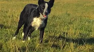 Lot 19: Tyddyn Du Molly -13.10.24 - Farmers Mart Dolgellau Online Sheepdog Auction