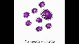 Pasteurella multocida