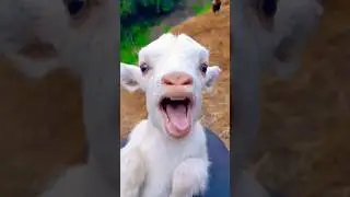 Cute Goat Kid Calling mama&hearts;️&hearts;️👌 #shorts #kids