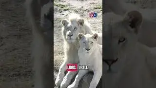 Nature&rsquo;s Rarest Beauty: The Albino Animal!  #shortsfeed #trend