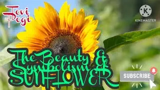 The Beauty and Symbolism of SUNFLOWER//TOVI POGI