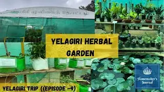 Yelagiri Herbal Garden | ஏலகிரி மூலிகை தோட்டம் | Yelagiri Trip (Episode -9)