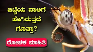 ಚಿಟ್ಟೆಯ ನಾಲಿಗೆ ಬಗ್ಗೆ ರೋಚಕ ಮಾಹಿತಿ | Interesting facts about butterfly tongue! Proboscis