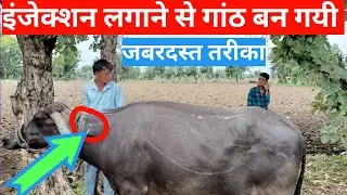 गाय भैंस में इंजेक्शन से बनी गांठ को कैसे ठीक करें || How to fix an injection lump ||