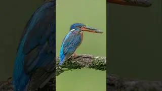 MIND-BLOWING Kingfisher Photos Taken During Monsoon Season #nature #photography #birds #wildlife