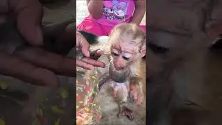 From Dirt to Mom&rsquo;s Snack Love 🐒✨ #shorts #babymonkey #katorn #toto