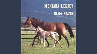 Horse Training 101