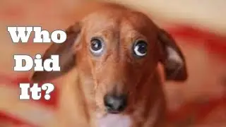 Who Did It?! Guilty Dogs Video Compilation 2018