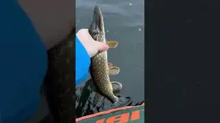 The best fishing moment is when you can catch and release🎣 #shorts