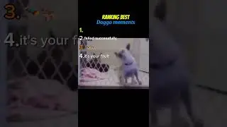 Ranking Best Doggo Moments.           #funny #doggo